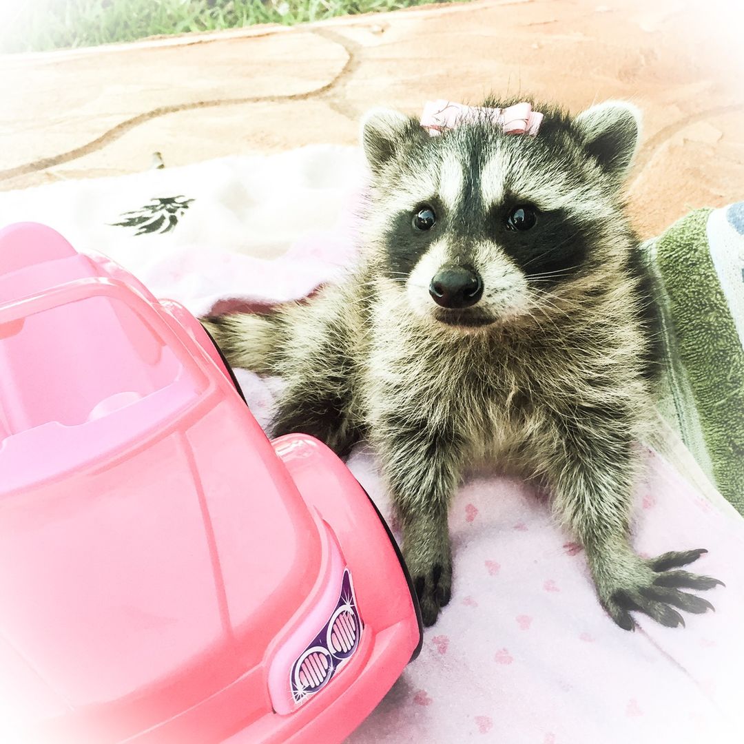 Thelma Jane Raccoon