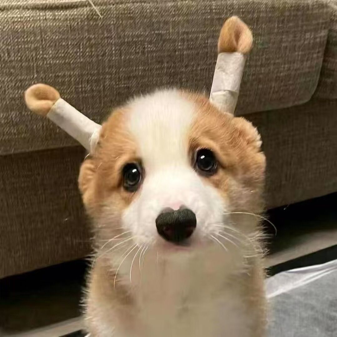 Pet Babylover77